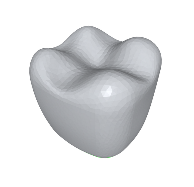 A mesh model of a single tooth with an open boundary at the base.